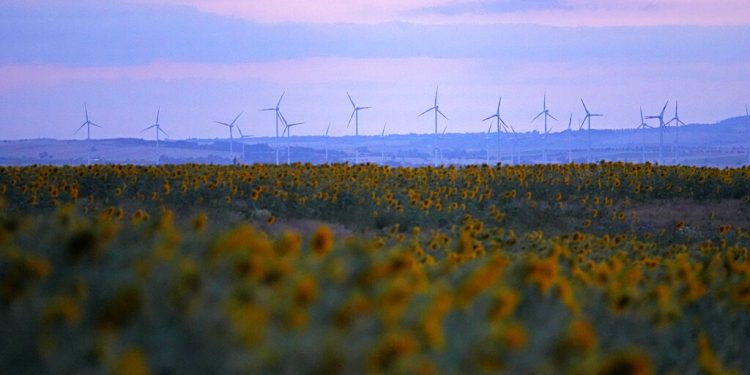 Wind turbines are surrounded by sunflowers as the sun sets at the Harz mountains near Dardesheim, Germany, Tuesday, July 26, 2022. (AP Photo/Matthias Schrader)